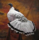 images/turkeys/taxidermy_09.jpg