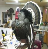 images/turkeys/taxidermy_10.jpg