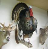 images/turkeys/taxidermy_11.jpg