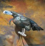 images/turkeys/taxidermy_12.jpg