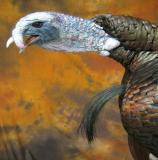 images/turkeys/taxidermy_13.jpg