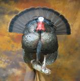 images/turkeys/taxidermy_14.jpg