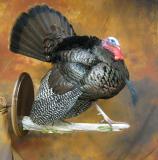 images/turkeys/taxidermy_15.jpg