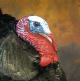 images/turkeys/taxidermy_16.jpg